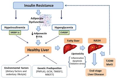 Non-Alcoholic Fatty Liver Disease in Obese Youth With Insulin Resistance and Type 2 Diabetes